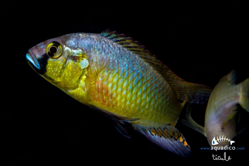 Astatotilapia burtoni